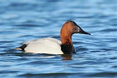 Canvasback